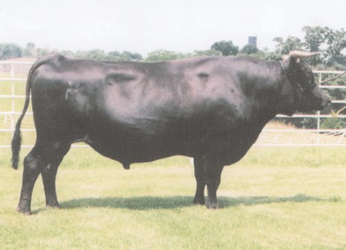 Picture of MICHIFUKU