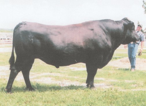 Picture of SHIGESHIGETANI