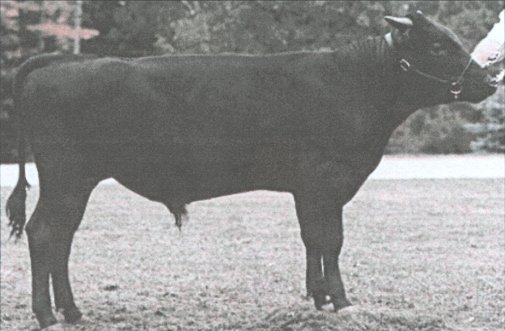 Picture of TAKAZAKURA