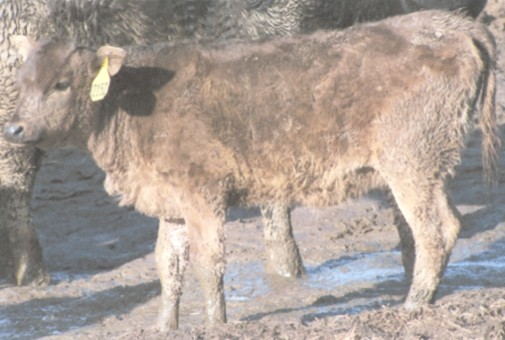 Picture of Y-2152