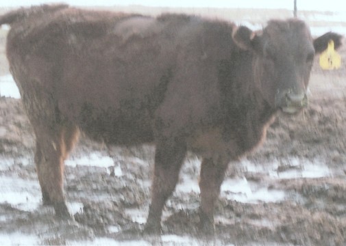 Picture of Y-5