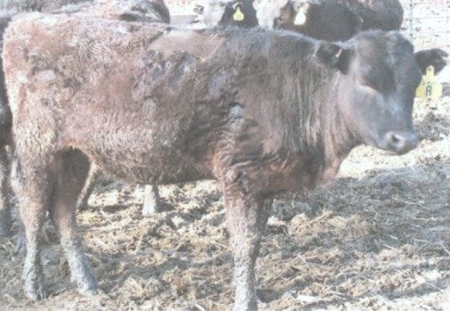 Picture of Y-8