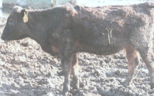 Picture of Y-9